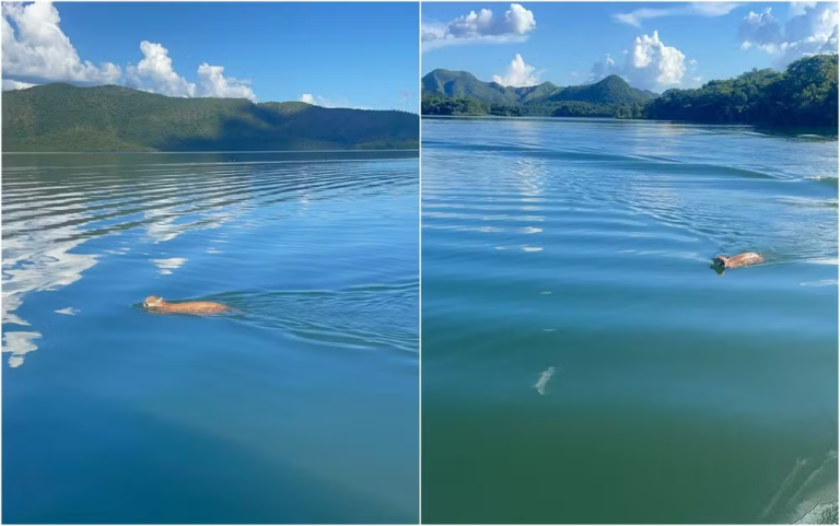 O engenheiro civil Daniel Pinheiro, de 30 anos, foi surpreendido por uma onça-parda nadando em um lago de Minaçu, região norte de Goiás.