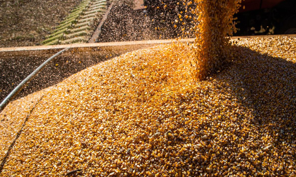 Produção de milho e soja deve cair no país todo, inclusive em Goiás